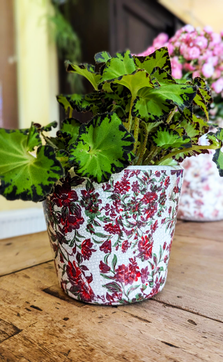 Bloempot Red
